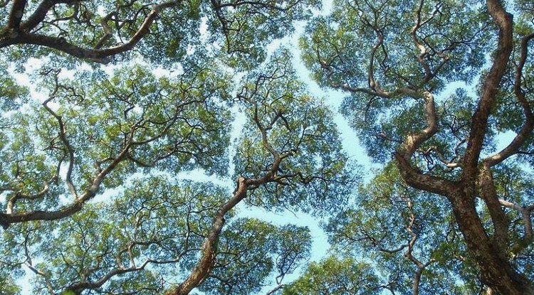 A crown shyness jelenség