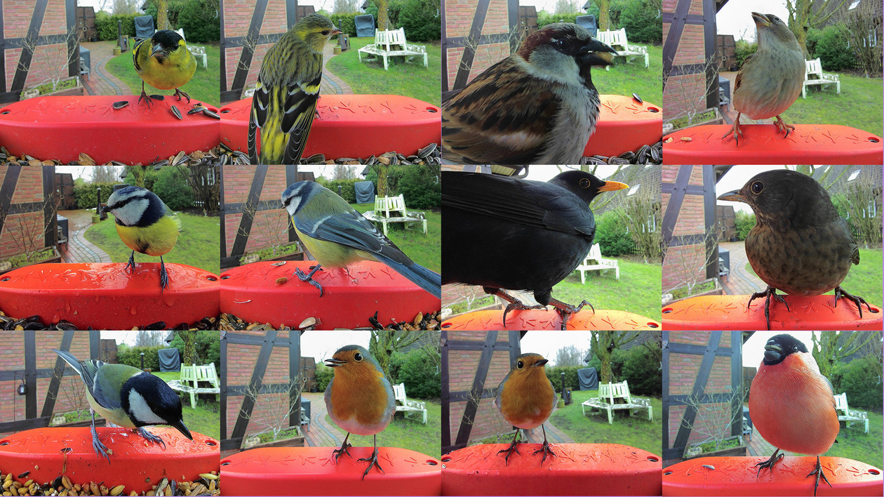 Ptaki uchwycone do tej pory (od lewego górnego rogu): czyżyk (samiec, samica), wróbel domowy (samiec, samica), sikorka błękitna (samiec, samica), kos (samiec, samica), bogatka (samiec), rudzik (samiec, samica) i gil (samiec)