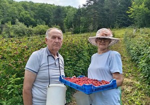 Maline