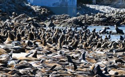 Niecodzienny widok. Lwy morskie przejęły plażę. Są ich setki