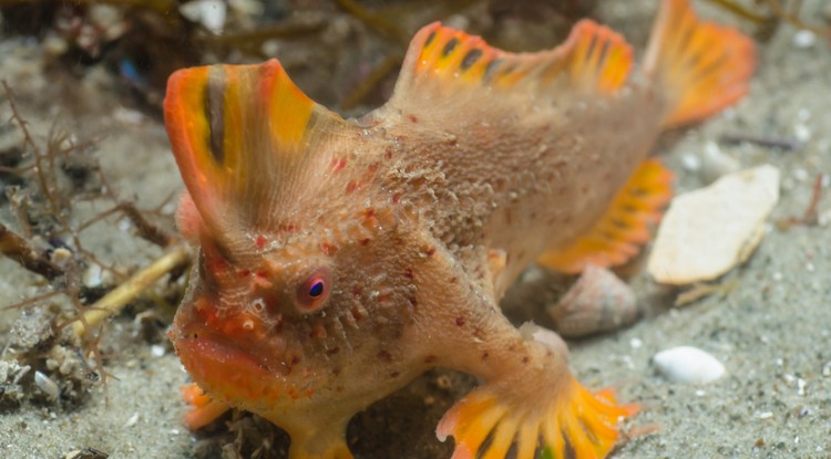 Red Handfish