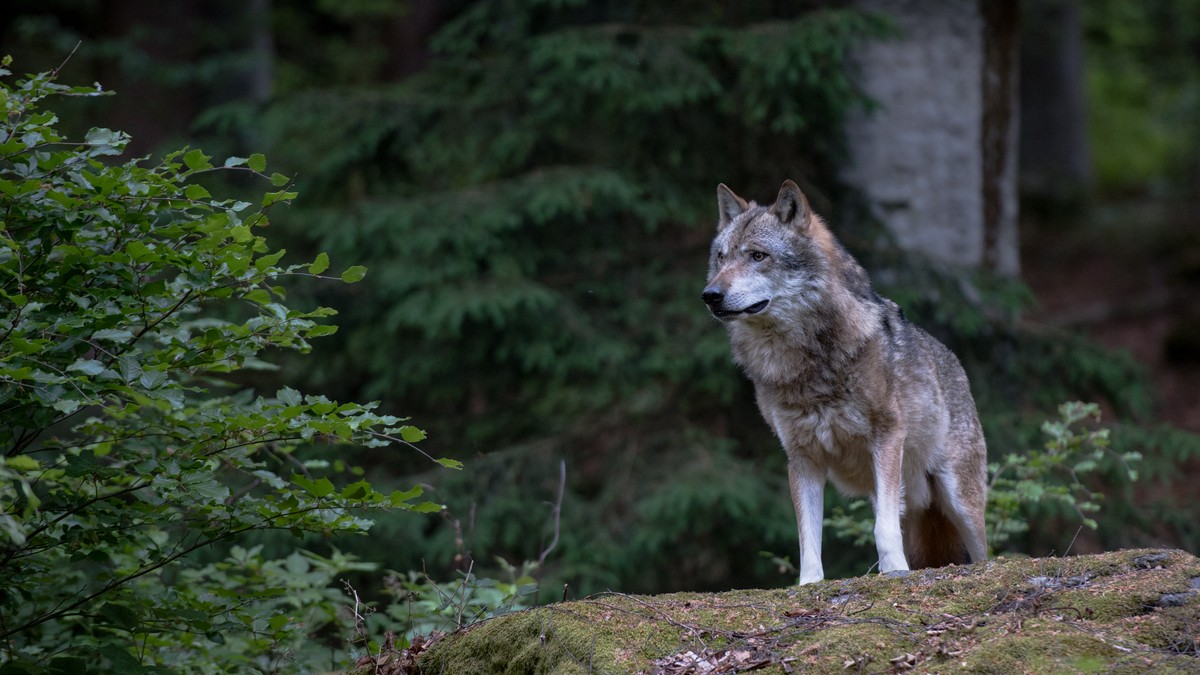 Užas u zoološkom vrtu u Americi: Vuk ščepao bebu za ruku