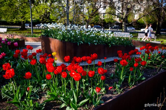 Park Centralny w Gdyni w kolorowej odsłonie [ZDJĘCIA]