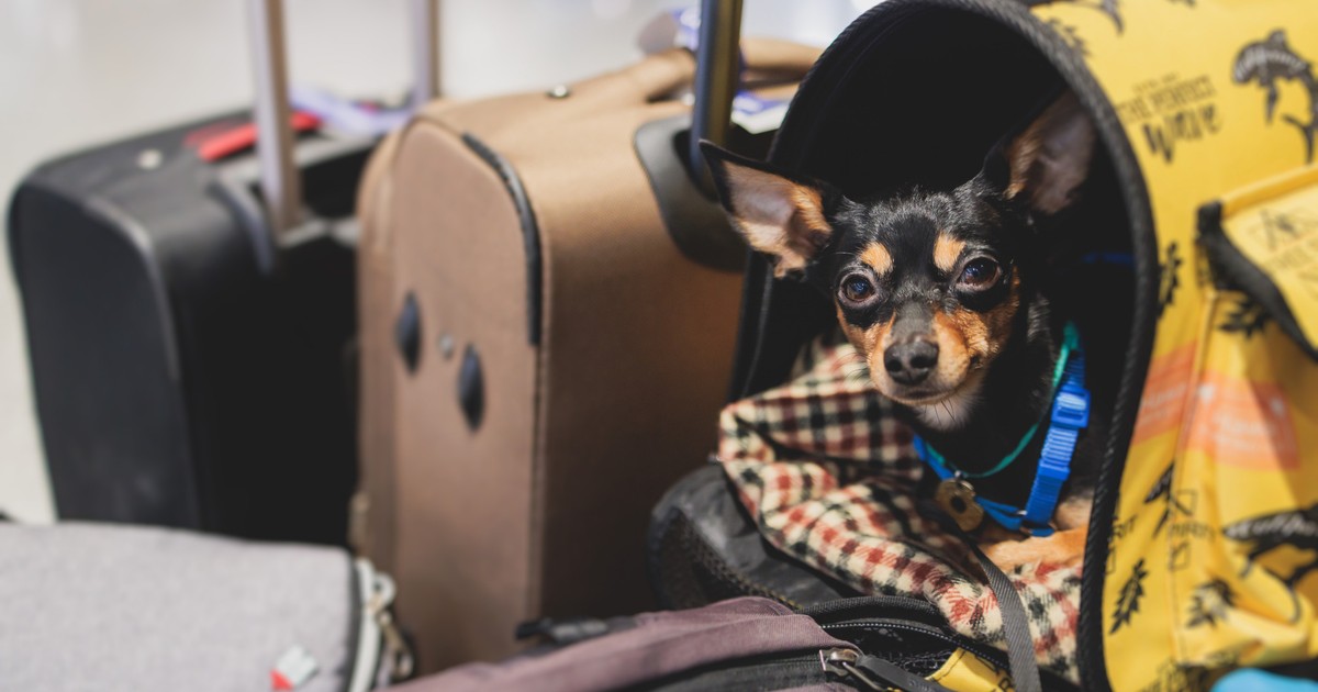 Turyści podróżujący z czworonogami muszą uważać. Szokujące orzeczenie TSUE dotyczące przewozu psów