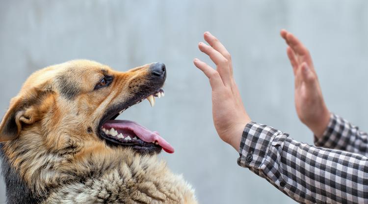 Így védjük meg magunkat a támadó kutyától! Fotó: Getty Images