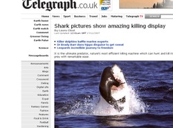 Zobacz, jak rekin zabija fokę