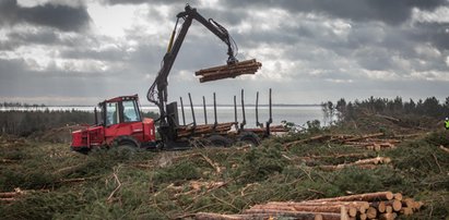 Bursztyn na Mierzei Wiślanej. Oszacowali jego wartość!