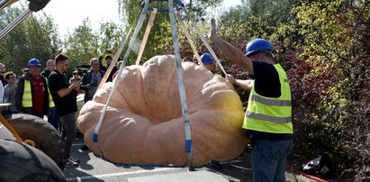 Rekord z Podkarpacia. Ta dynia waży więcej niż 10 ludzi