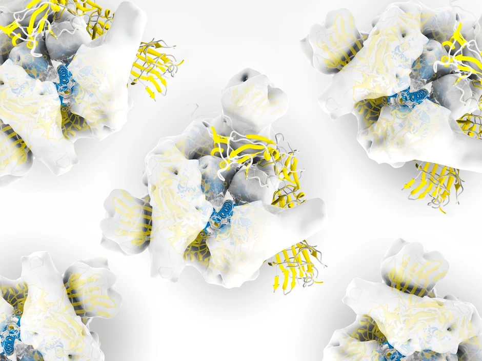 Ilustracija strukture šiljatog proteina S kojeg virus koristi