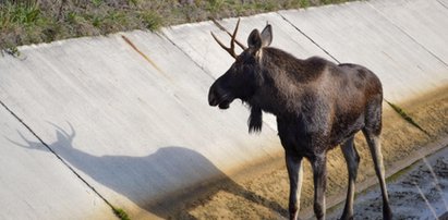 Górnicy z Bełchatowa uratowali łosia!