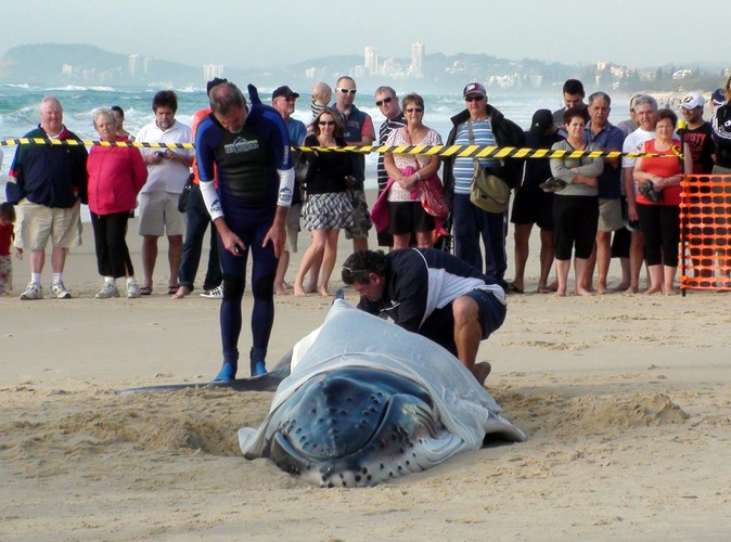Setki osób obserwowały akcję ratowania młodego walenia