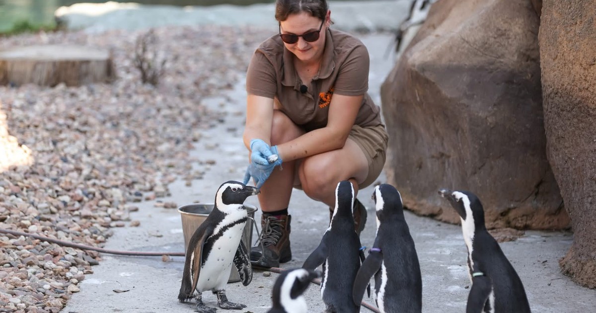 Pingwiny dostały nowe obrączki