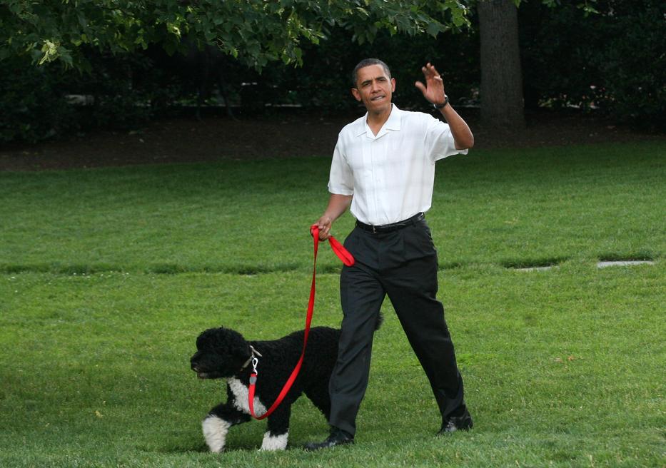 Bo hat hónapos volt, amikor a Fehér Házba került. Bútorkímélő kutyaként lett a család kedvence Fotó: GettyImages