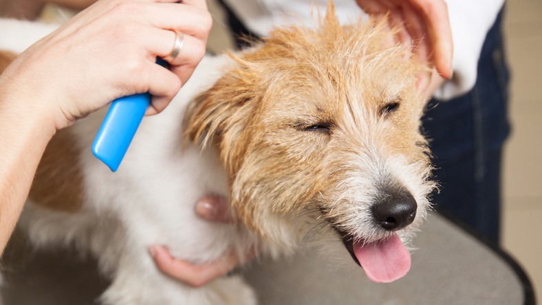 Częstochowa: psi fryzjer maltretuje zwierzęta w miejscu pracy - Wiadomości