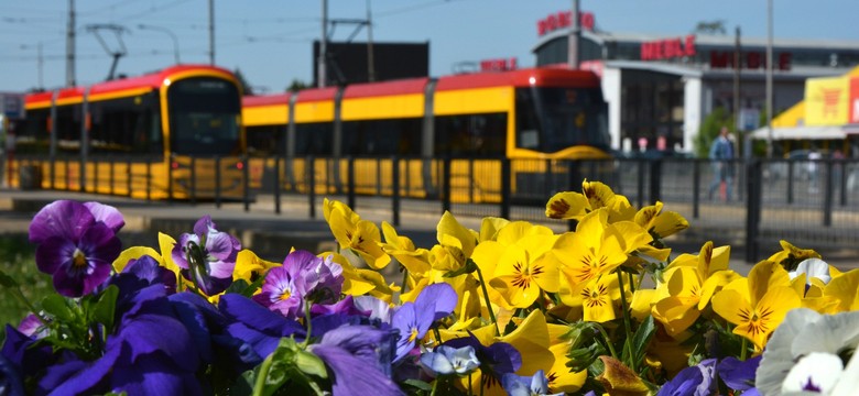Przygarnij kwiatki! Zarząd Oczyszczania Miasta rozdaje bratki! Sprawdź szczegóły