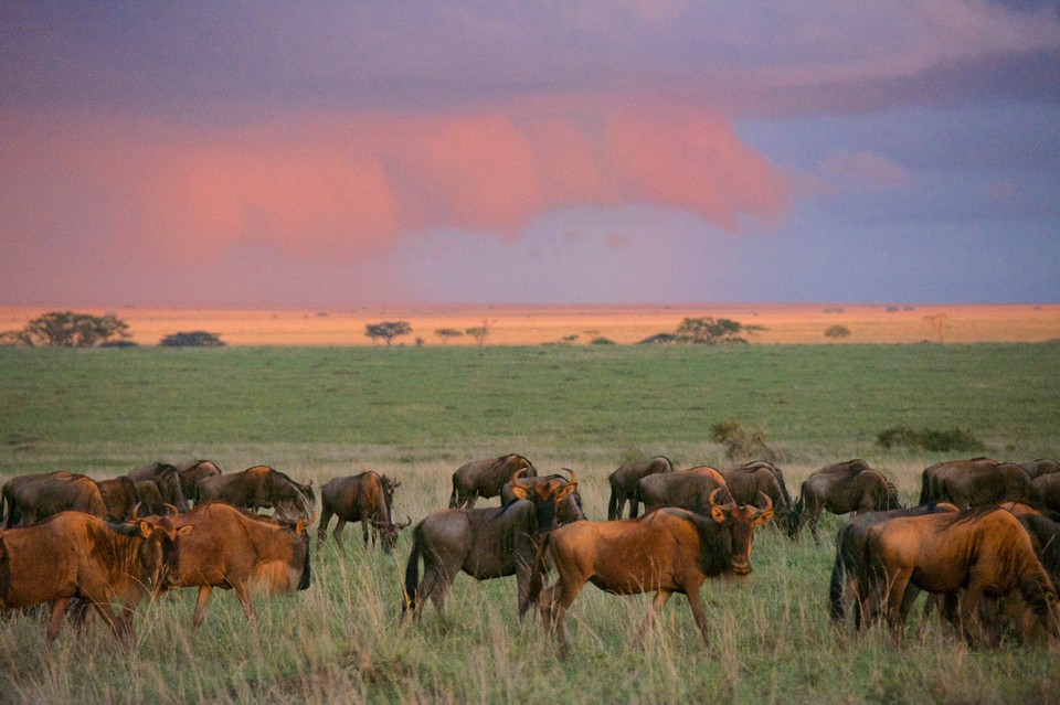 Tanzania
- safari w nieznane