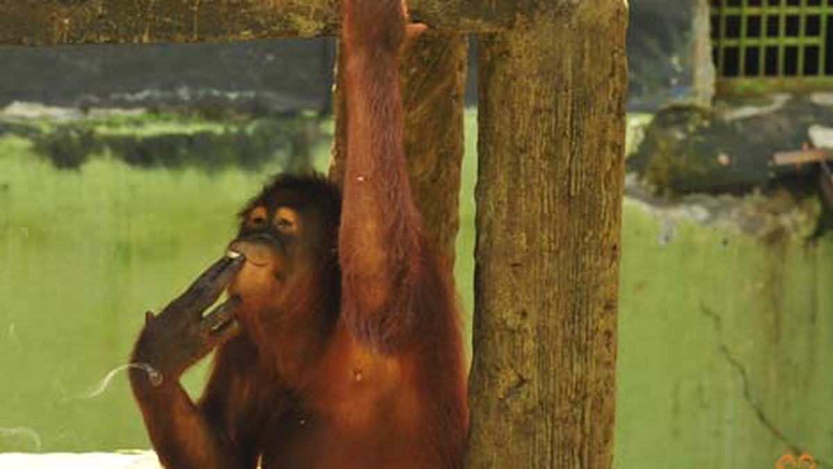 Orangutanica Tori, pupilka indonezyjskiego zoo Taru Jurug w mieście Surakarta, została zmuszona do rzucenia palenia papierosów - poinformowało CNNGo.