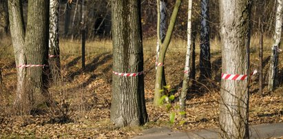 Chcą wyciąć 1300 drzew przy Parku Śląskim!