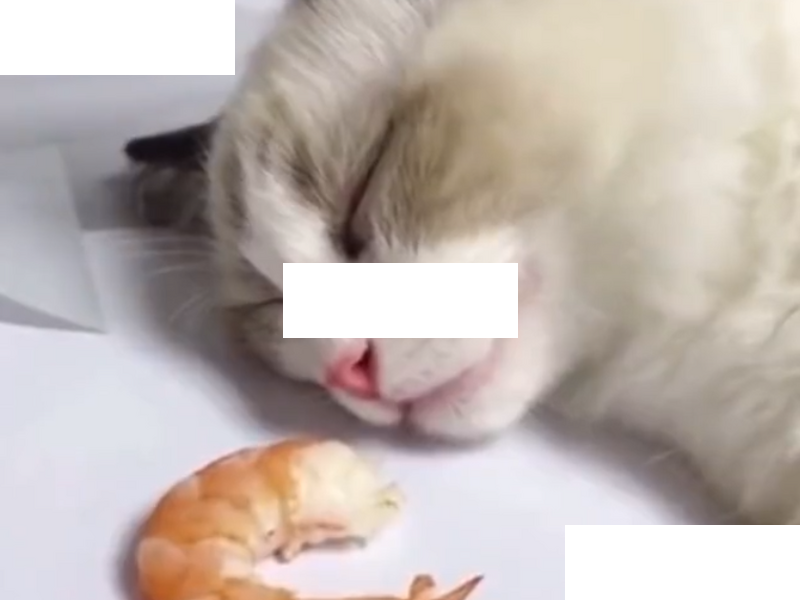 Videó, egy macska és egy rák hősies küzdelméről, amit végül a cica nyert -  Noizz