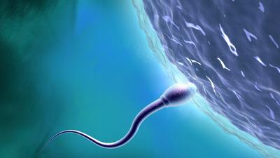 The male contraceptive pill is in the early stages of development.Matthias Kulka/Getty Images