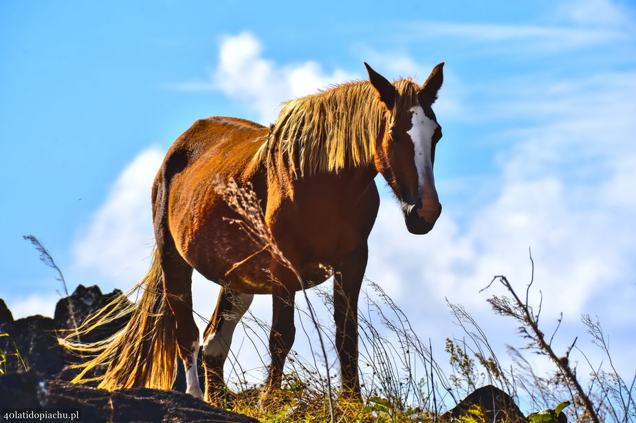 Dzikie konie na Rapa Nui / Wyspie Wielkanocnej