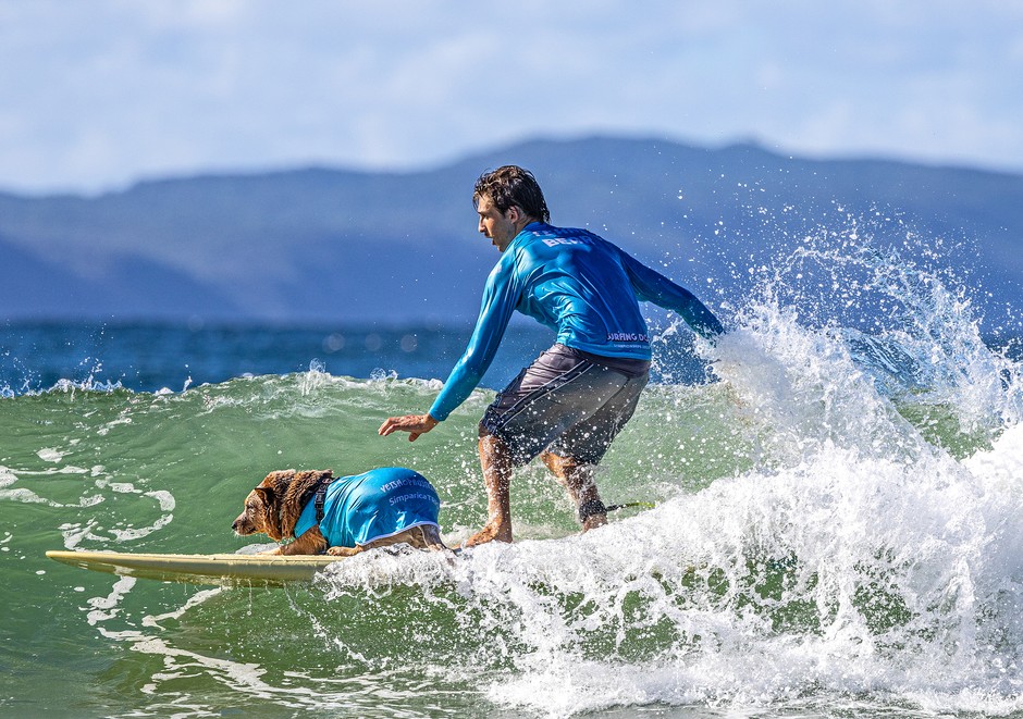 Surf takmičenje za pse