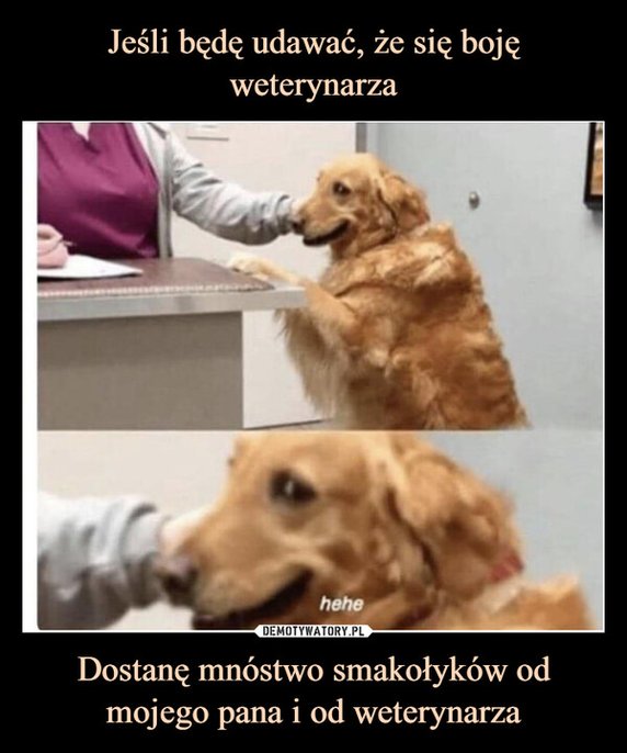 Światowy Dzień Lekarzy Weterynarii. Oto najlepsze memy