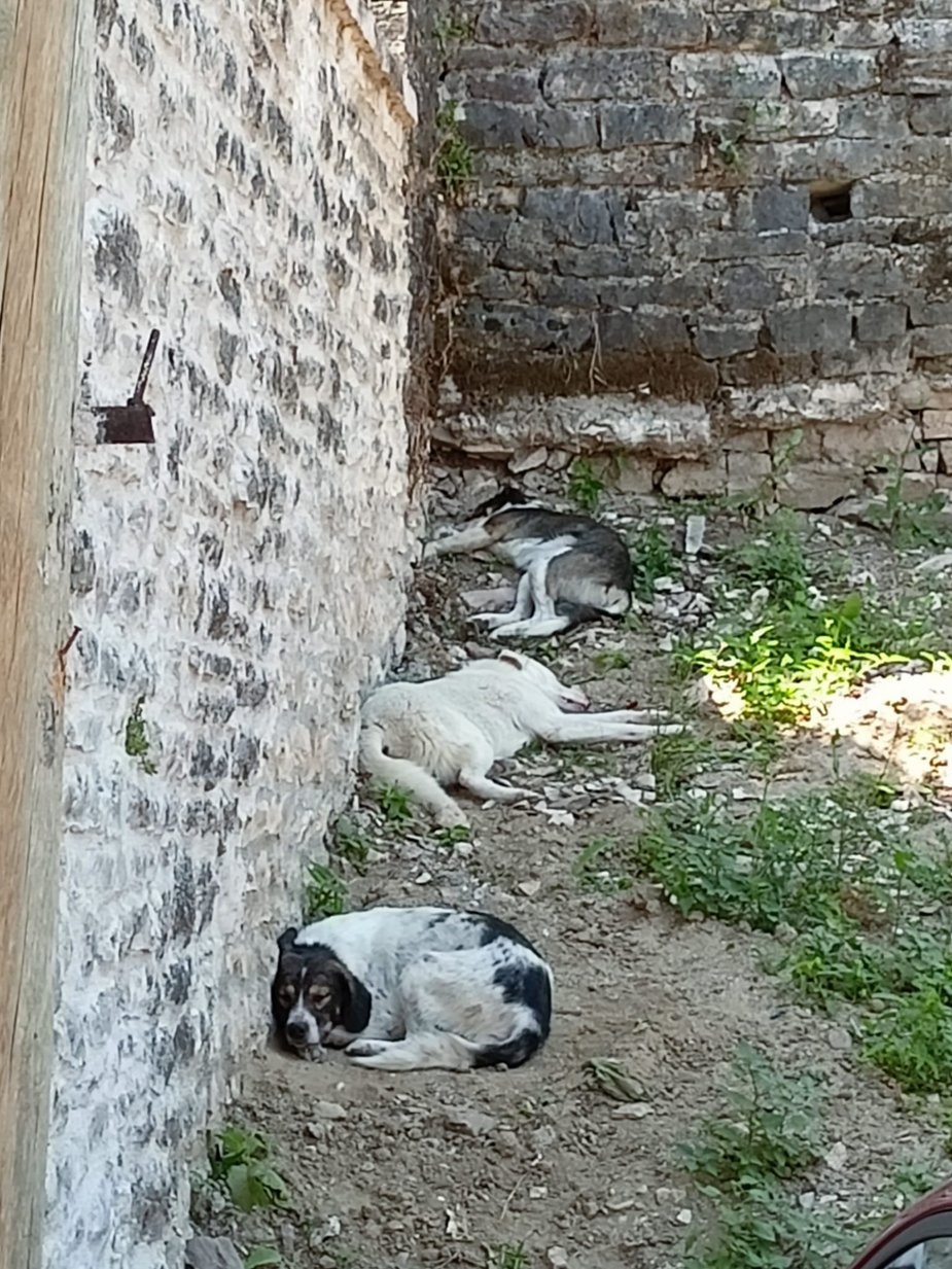 Gjirokastёr - albański upał daje popalić psiakom. Drzemka w cieniu 