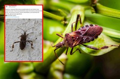 Wtyk amerykański masowo wchodzi do domów. Lasy Państwowe ostrzegają