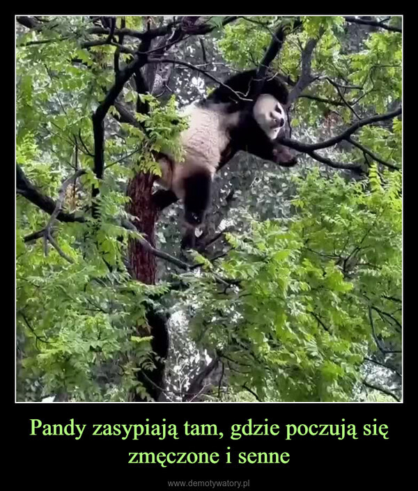 Najlepsze memy o pandach