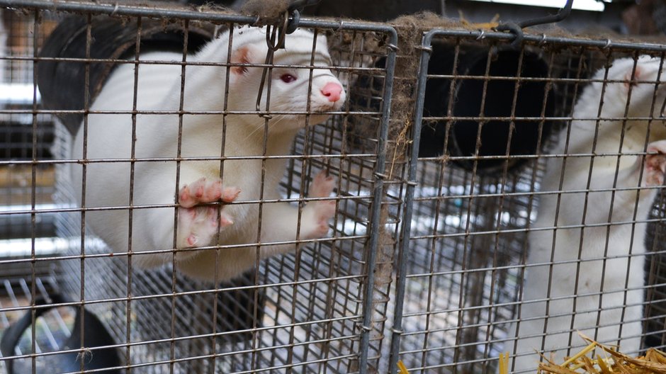 Koronawirus. Będą badania norek na obecność COVID-19