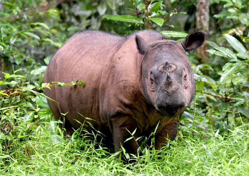 Zmarł ostatni malezyjski nosorożec sumatrzański