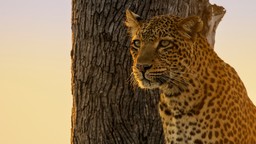 królestwo zwierząt kingdom serial przyrodniczy odcinek 5 gdzie oglądać