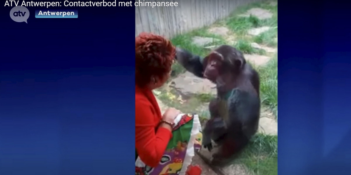 Kobieta nawiązała głęboką więź z szympansem. 