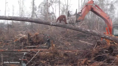 Rozpaczliwa walka orangutana z buldożerem. Zwierzę ratowało swój dom