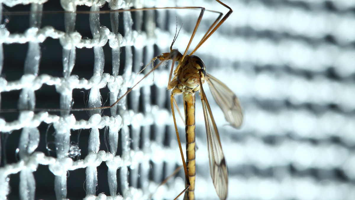 Rodzaje moskitier: który najlepiej chroni przed owadami?