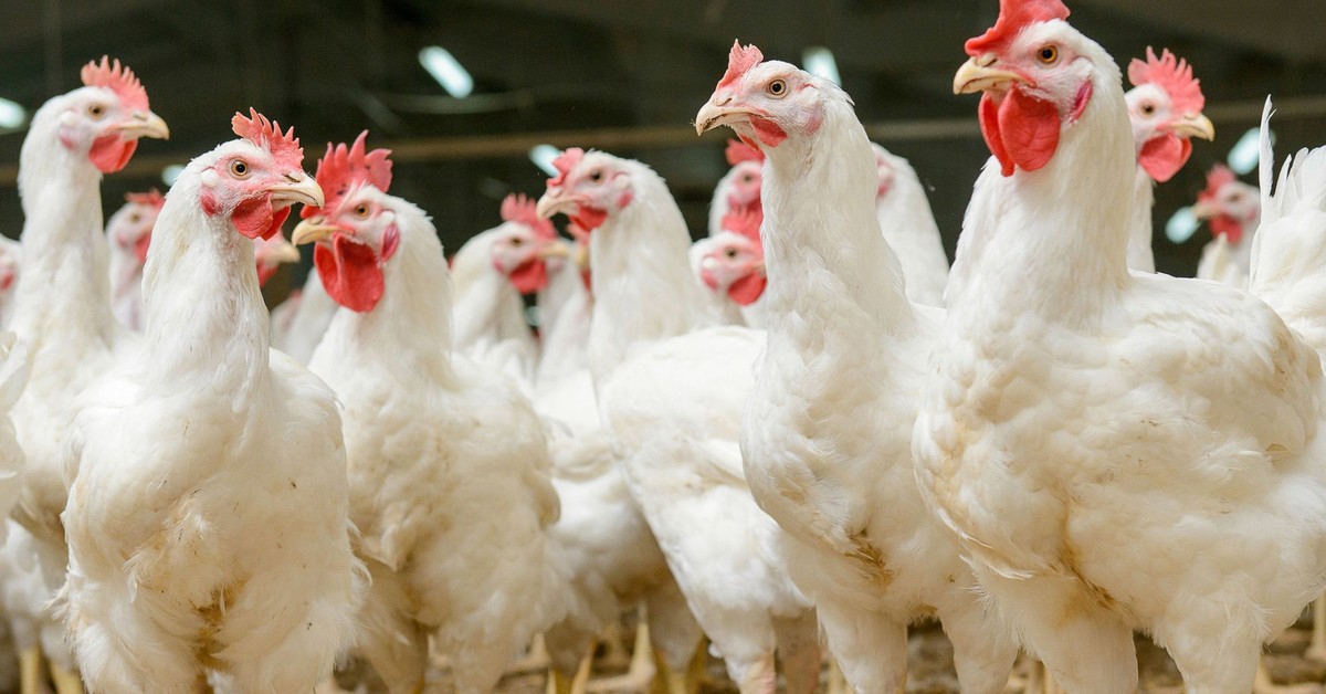 Ognisko rzekomego pomoru drobiu w Wełtynie. Władze wydają ostrzeżenie