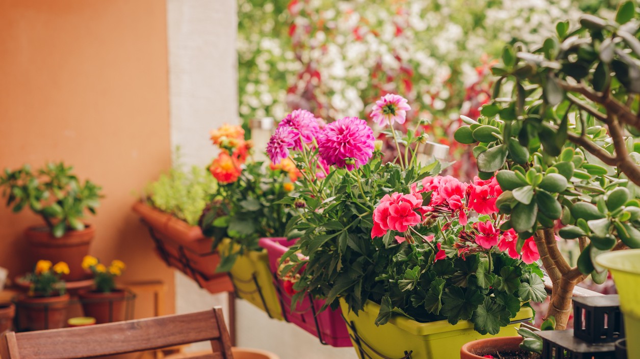 Najlepšie kvety na skorý jarný balkón.