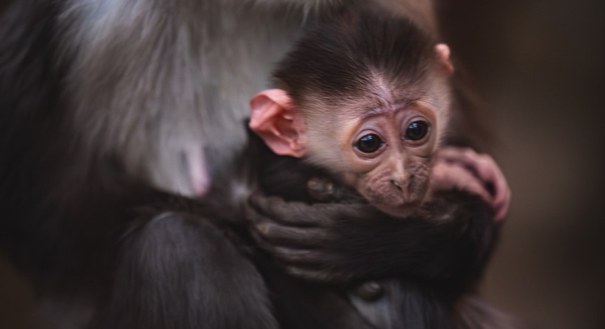 Małpka nie opuszcza mamy ani na krok