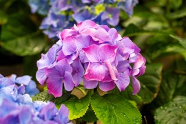 Da li treba orezivati hortenzije u jesen? Tretman je neophodan samo ovim vrstama