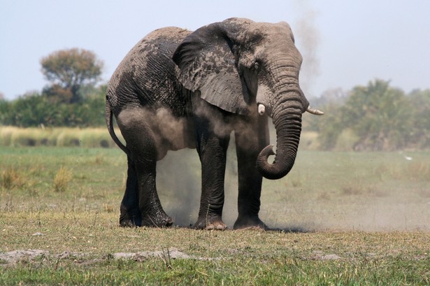 Słoń na afrykańskiej sawannie w rejonie delty rzeki Okavango w Botswanie. Fot. Bloomberg