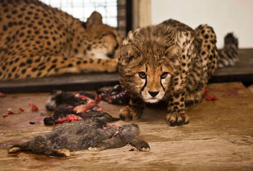 UWAGA! Oto najgorsze polskie zoo. Higiena woła o pomstę do nieba!