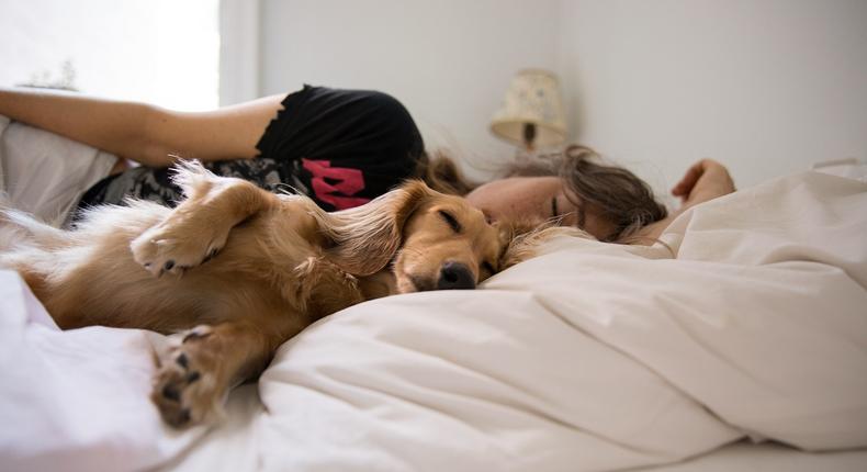 Sharing a bed with your pet can provide comfort but also it can disrupt your sleep.Allison Michael Orenstein/Getty Images