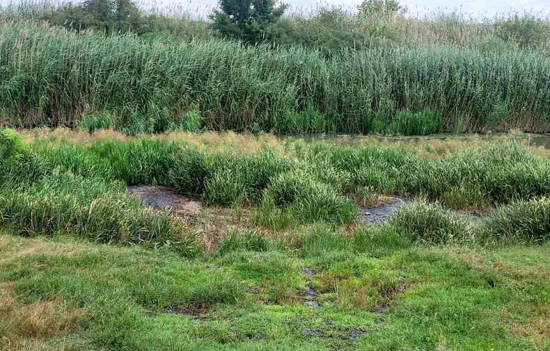 Fekalije u reci Zlatici