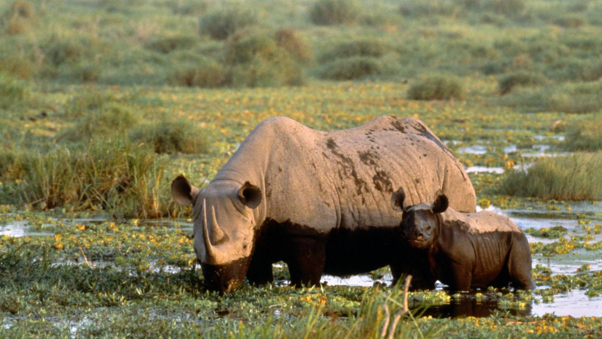 Uginulo osam pripadnika kritično ugrožene vrste nosoroga