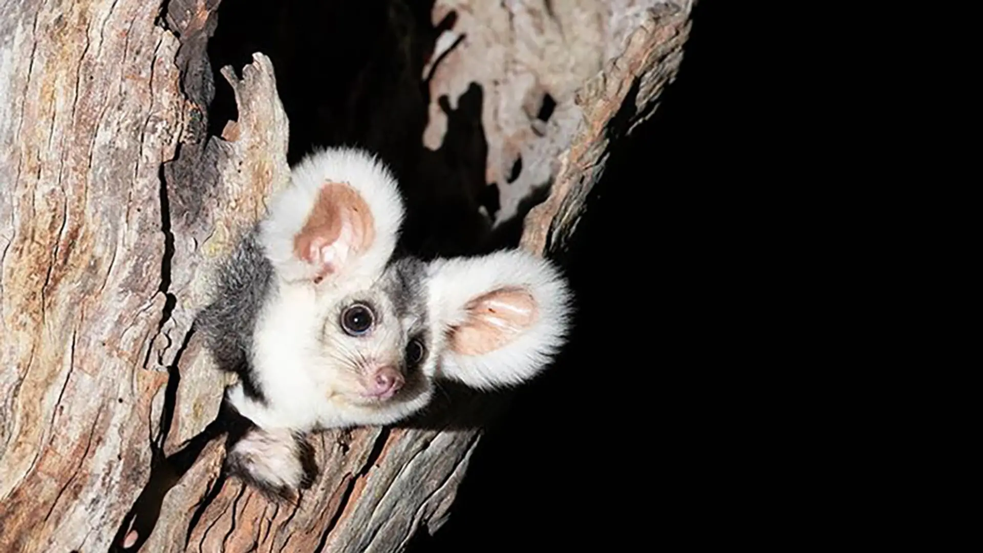 Gremliny rozrabiają w Australii? Naukowcy odkryli dwa nowe gatunki ssaka