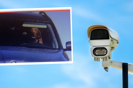 Pies za kierownicą na zdjęciu z radaru. Nie obyło się bez mandatu