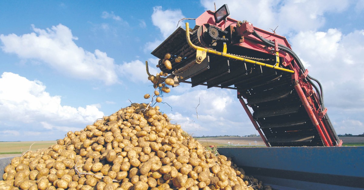 Polskie ziemniaki "kwitną" w magazynach, a w sklepach kupujemy niemieckie. Paradoksalna sytuacja na rynku