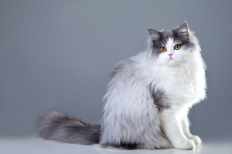 Kot perski -  rasy kotów domowych 