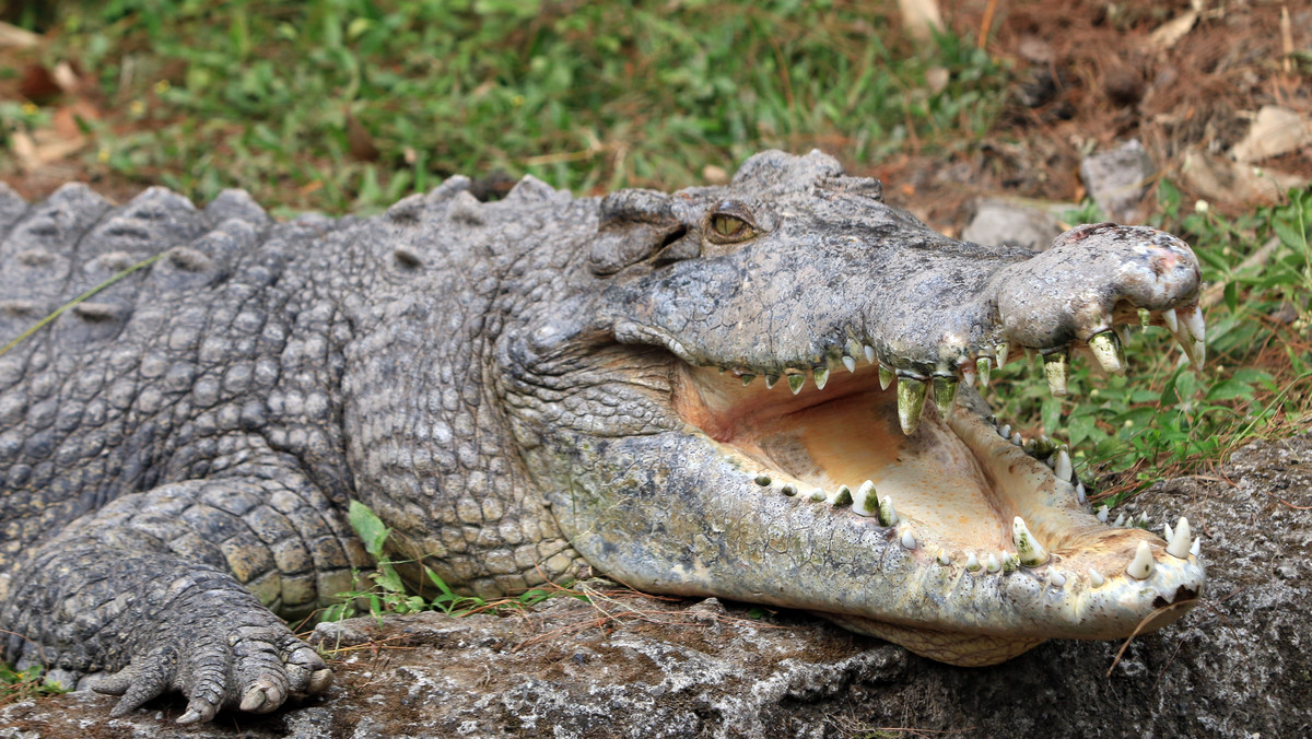 12-letnia dziewczynka padła ofiarą krokodyla. Znaleziono jej szczątki